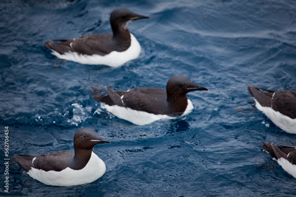 Fototapeta premium Brünnich's Guillemot