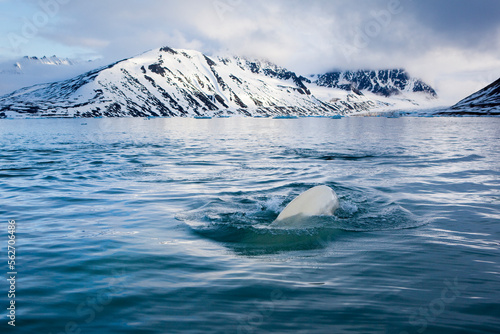 Beluga: white whale photo