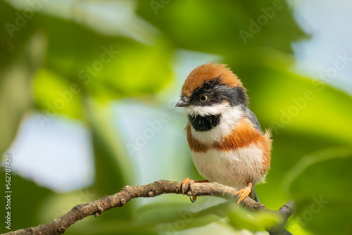 Close up of a black-throated bushtit (aegithalos concinnus) standing or sitting on a branch photo