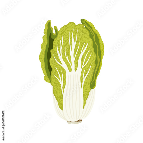 Chinese cabbage isolated on a white background. Fresh and whole head of cabbage. Vector clipart.