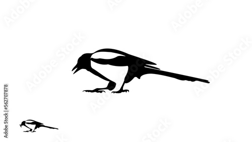 Magpie silhouette