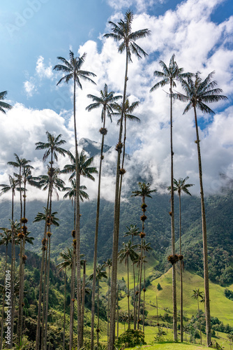 Cocora palm valley in Colombia in South America