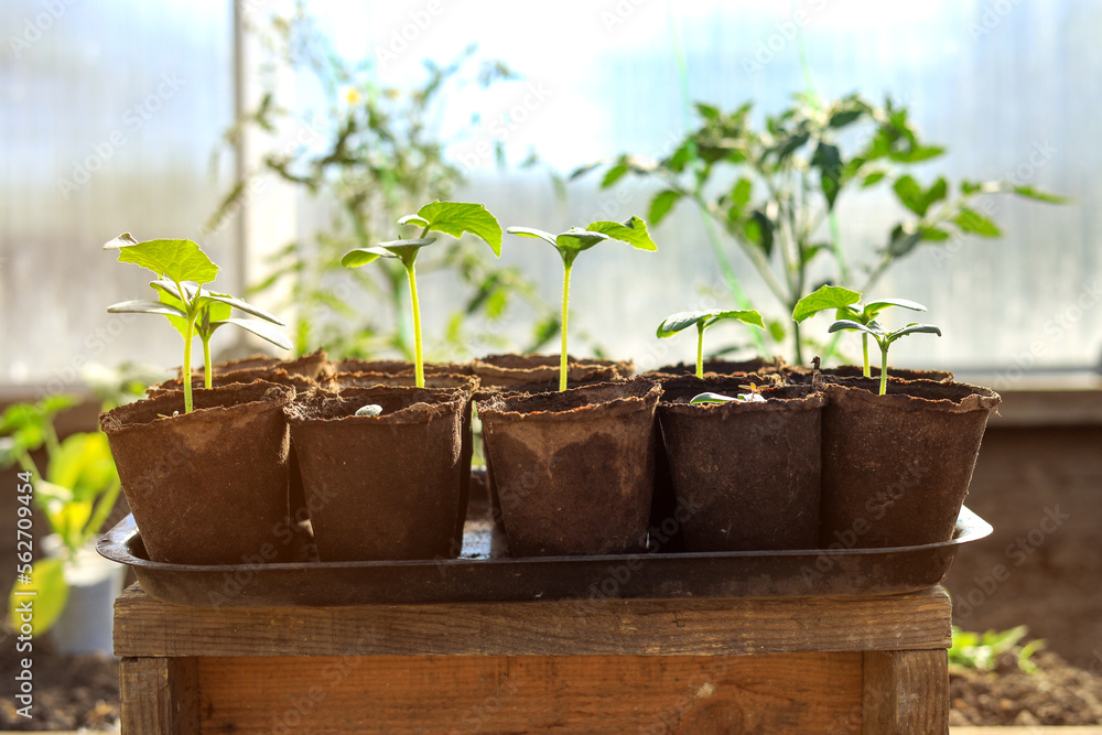 close-up peat pots with seedlings of vegetables in a greenhouse close-up peat pots with seedlings of vegetables in a greenhouse