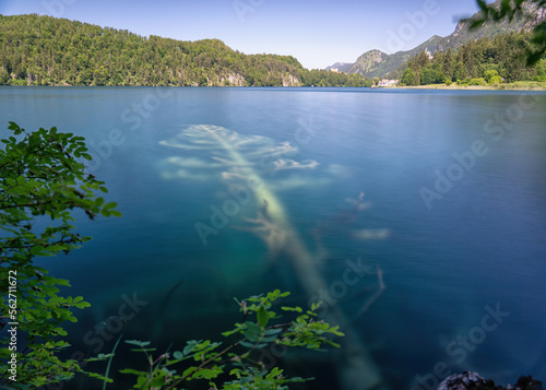 a fallen tree in the water at a lake in the Alps looks like an art object