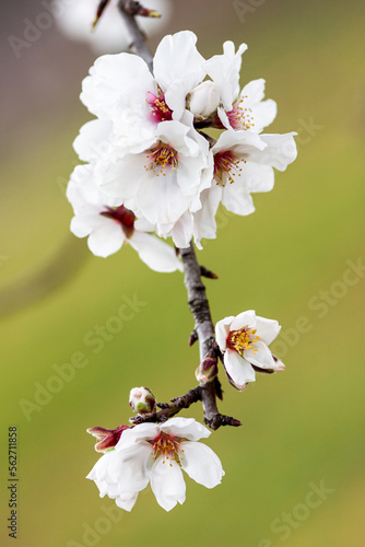 blossoming almond tree in Mallorca