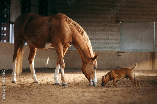 Fotobehang dog and a red horse in the stable