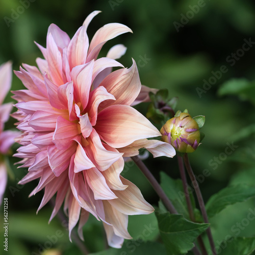 Mango madness dahlia flower in bloom side view close up, neon orange petals with gold and pink undertones, ornamental plants and gardens concept
