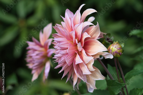 Mango madness dahlia flower in bloom side view close up, neon orange petals with gold and pink undertones, ornamental plants and gardens concept
