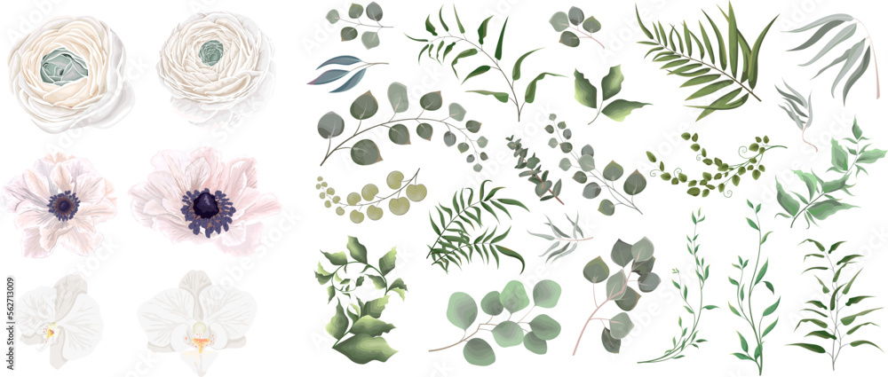 Juicy eucalyptus, green plants and leaves. A large vector collection of flowers and plants. White mix of flowers, anemones, roses, orchids, ranunculus. All elements are isolated Juicy eucalyptus, green plants and leaves. A large vector collection of flowers and plants. White mix of flowers, anemones, roses, orchids, ranunculus. All elements are isolated