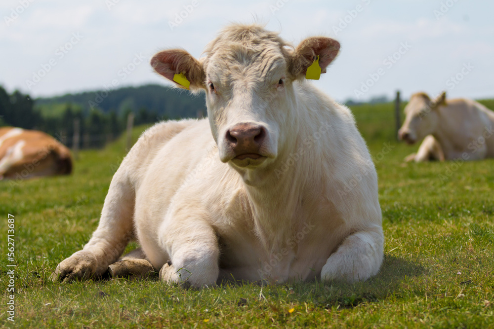 a Cattle or livestock is resting and ruminating on a green meadow and looks directly a Cattle or livestock is resting and ruminating on a green meadow and looks directly