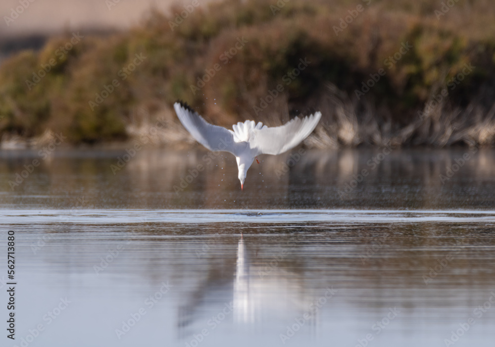 A swooping seagull A swooping seagull