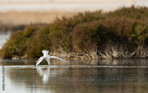 A seagull catching fish