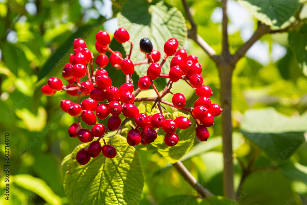Fototapeta premium The fruit Viburnum lantana. Is an green at first, turning red, then finally black, wayfarer or wayfaring tree is a species of Viburnum