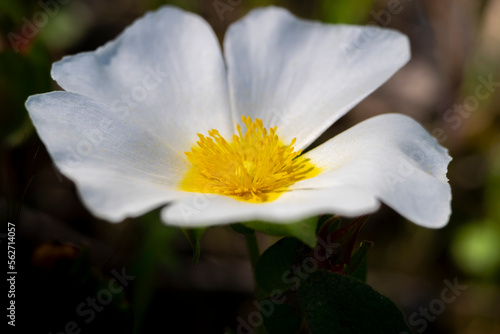 White flowers of salvia cistus plant, latin Cistus salviifolius, salvia cistus or Gallipoli rose, family Cistaceae. photo