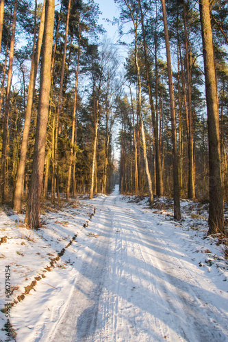 Snow-covered forest road in the rays of the setting sun. Winter.