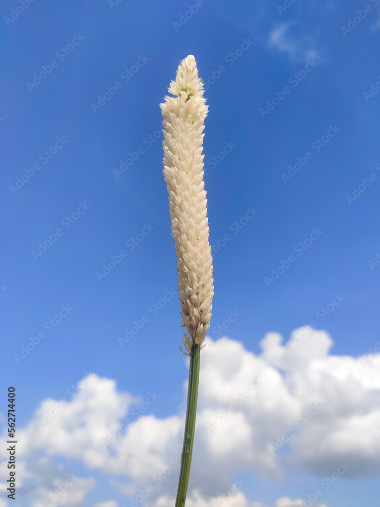 Silver Cockscomb (Celosia argentea), Gunugu Puvvu, white feathery ...