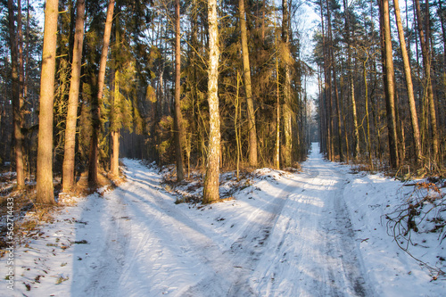 Snow-covered forest road in the rays of the setting sun. Winter.