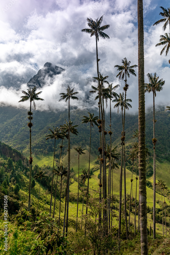 Cocora palm valley in Colombia in South America
