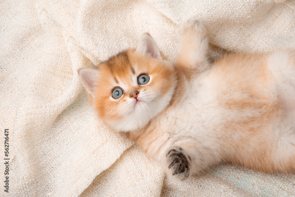 a cute red kitten on a blue background is wrapped in a beige plaid. A fluffy kitten looks into the camera on a blue background, top view