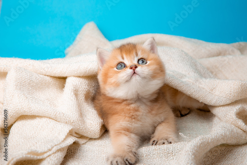 a cute red kitten on a blue background is wrapped in a beige plaid. A fluffy kitten looks into the camera on a blue background, front view.