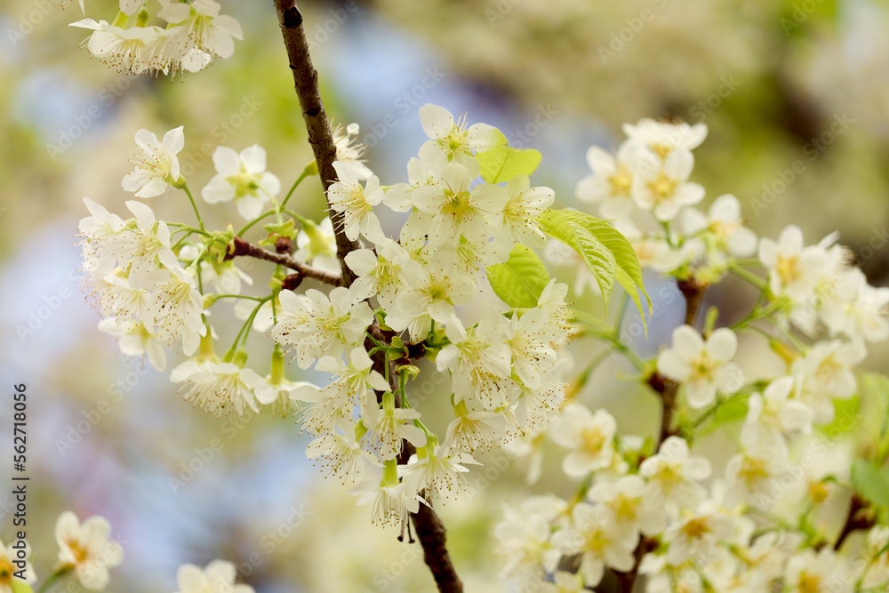 Obraz premium Wild Himalayan Cherry Blossom Prunus cerasoides Rosaceae, white cherry blossoming flower branches on nature outdoors. White Sakura flowers of Thailand, dreamy romantic image spring, landscape