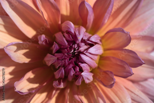 Mango madness dahlia flower in bloom close up, neon orange petals with gold and pink undertones, full frame background, ornamental plants concept