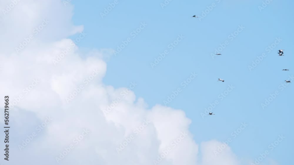 Flock of birds flying at against the blue sky. Silhouette of wild bird herons in the sky Flock of birds flying at against the blue sky. Silhouette of wild bird herons in the sky
