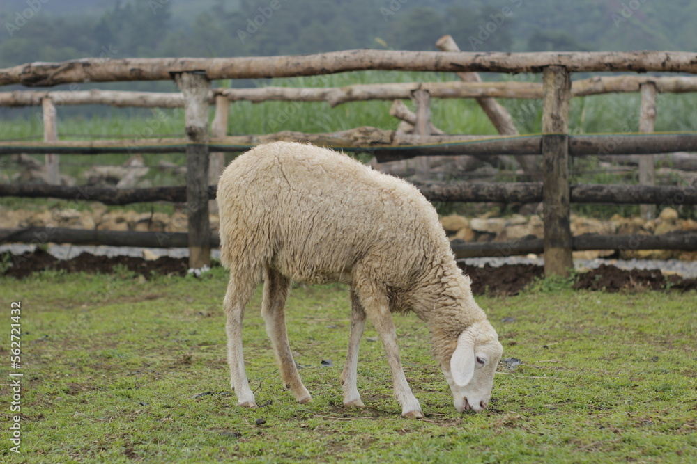 Goats are eating grass on a prairie farm Goats are eating grass on a prairie farm