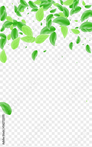 Light Green Sheet Background Transparent Vector. Leaf Peaceful Design. Aroma Texture. Green Space Illustration. Plant Subtle.