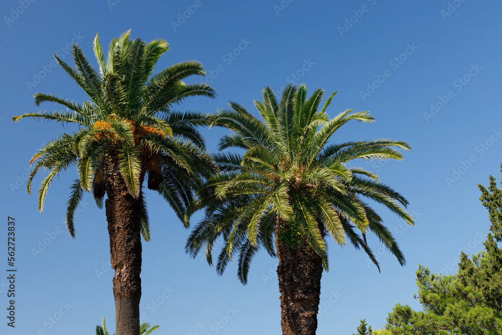 Two large palm trees against the backdrop of a bright blue sky on a sunny day. Two large palm trees against the backdrop of a bright blue sky on a sunny day.