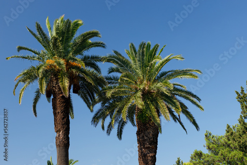 Two large palm trees against the backdrop of a bright blue sky on a sunny day.