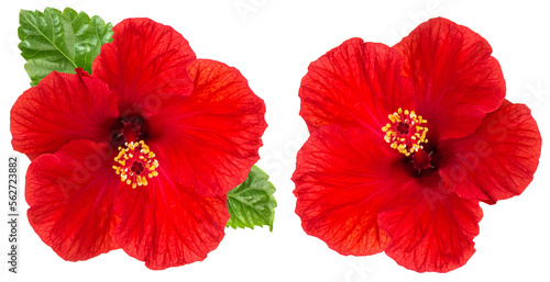 PNG Hibiscus red flower head isolated on transparent background © LiliGraphie