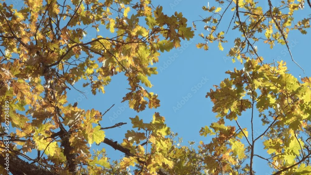 Beautiful crown of a huge oak tree with yellow leaves. 