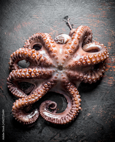 Seafood. Fresh octopus.