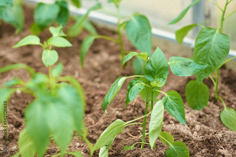 Green sapling of bell pepper planted in a greenhouse. Household farming, gardening, farming or spring concept. Food crisis idea. Curse the background. Zero waste, plastic free, earth day. Copy space. Green sapling of bell pepper planted in a greenhouse. Household farming, gardening, farming or spring concept. Food crisis idea. Curse the background. Zero waste, plastic free, earth day. Copy space.