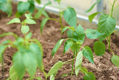 Green sapling of bell pepper planted in a greenhouse. Household farming, gardening, farming or spring concept. Food crisis idea. Curse the background. Zero waste, plastic free, earth day. Copy space.