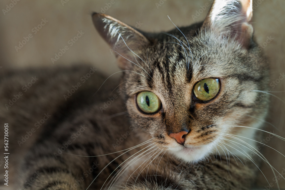 Beautiful domestic striped gray cat in a pensive pose. Close-up view. Pet care concept
