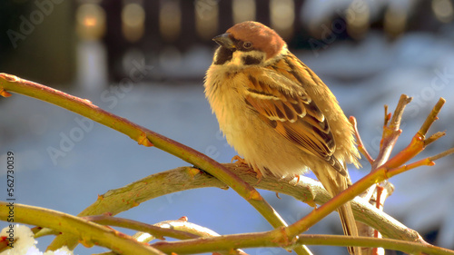 Sparrow