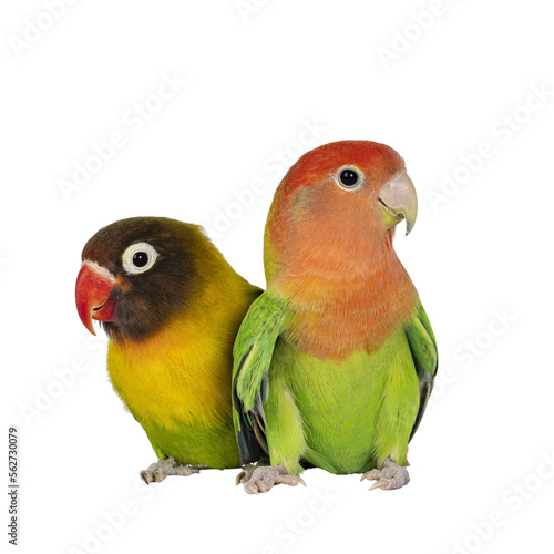 Cute pair of Lovebirds aka Agapornis, sitting close together on flat surface. Isolated cutout on a transparent background. photo