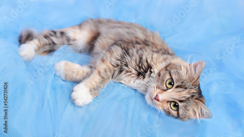 Cat rests on a blue background. Pets. Beautiful Cat looking at the camera. Kitten with big green eyes. Pet. Without people. Copy space. Animal background. Beautiful Kitten resting. 