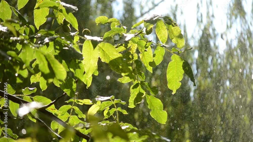 Raining on a sunny day. Rain falls. Drops of falling rain and tree branch with large green walnut leaves illuminated by the shining sun. Raindrops. Natural background. Nature phenomenon backdrop Raining on a sunny day. Rain falls. Drops of falling rain and tree branch with large green walnut leaves illuminated by the shining sun. Raindrops. Natural background. Nature phenomenon backdrop