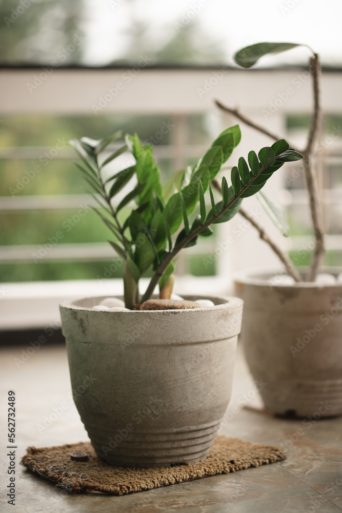 Plant in the pot. Part of the decor. Growing tree in a pot. Gray green tones Plant in the pot. Part of the decor. Growing tree in a pot. Gray green tones