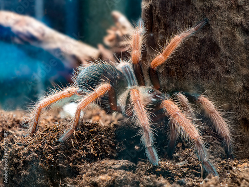 macro picture of Brachypelma boehmei