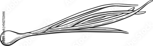 Onion. Green leaves, silhouette. Vector of garden vegan food
