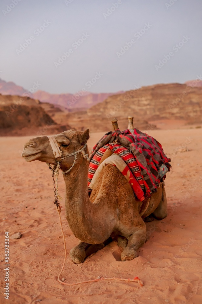Fototapeta premium camel in the desert