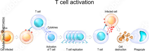 Activation of T cell leukocytes. Immune response