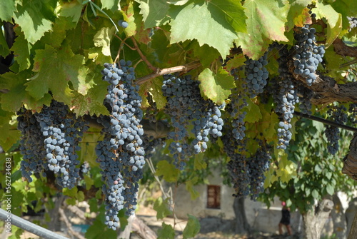 Tableau sur toile vigne nero d'avola