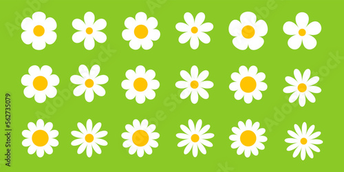 Camomile, flower great design for any purposes. Cartoon illustration with white camomile on green background.