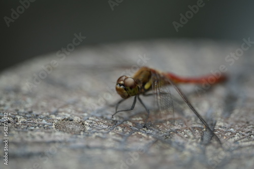 close up of a dragonfly, Aka tonbo, with fabulous eyes, Japanese scenery
