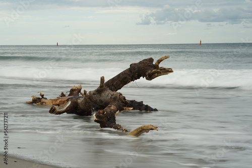 Large driftwood at Japanese coatline, Japanese scenery